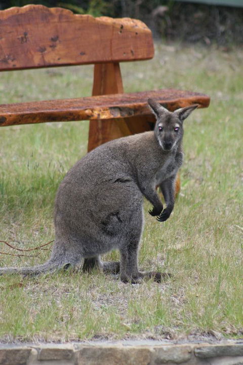 Bicheno By The Bay - Australian Directory 31