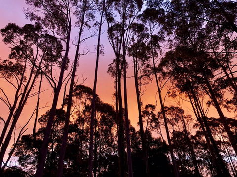 Lemonthyme Wilderness Retreat - Australian Directory 8