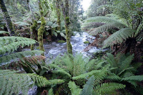Lemonthyme Wilderness Retreat - Australian Directory 21