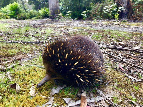 Lemonthyme Wilderness Retreat - Australian Directory 13