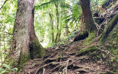Lemonthyme Wilderness Retreat - Australian Directory 23