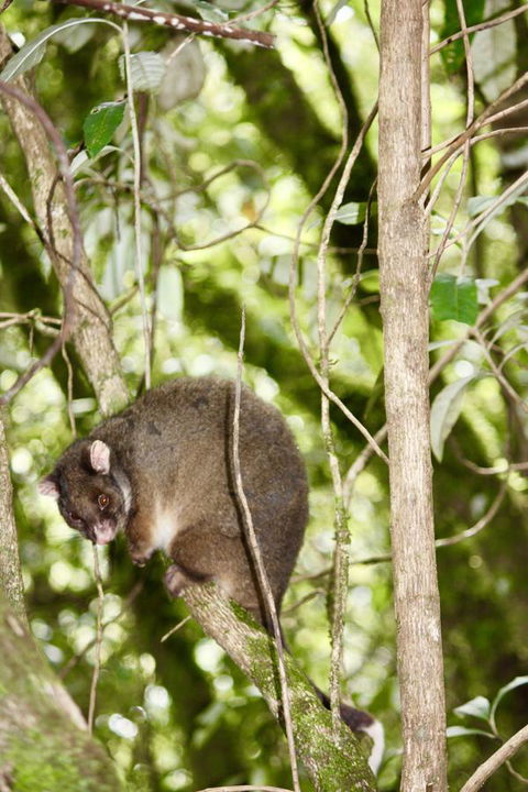 Lemonthyme Wilderness Retreat - Australian Directory 26