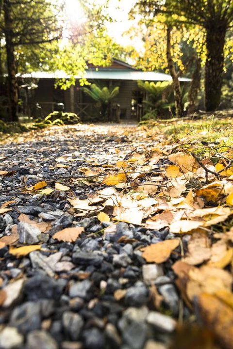 Cradle Forest Inn - Australian Directory 35