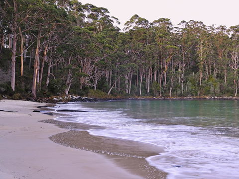 NRMA Port Arthur Holiday Park - Australian Directory 41