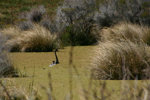 Cloudy Bay Beach House - Australian Directory 15