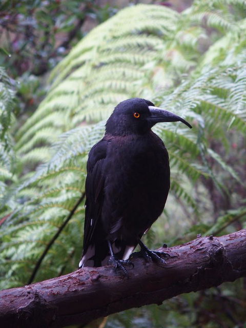 Cradle Mountain Highlanders - Australian Directory 8