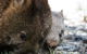 Cradle Mountain Highlanders - thumb 9
