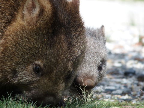 Cradle Mountain Highlanders - Australian Directory 9