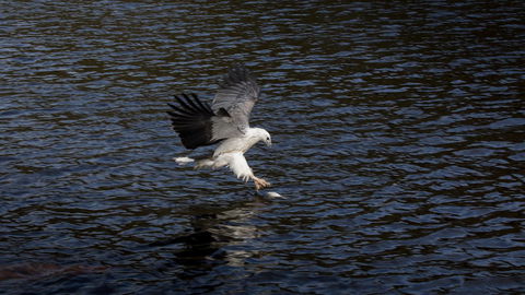 Arthur Riverfront And Sea Lodge Downstream - Australian Directory 38