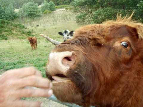 Eden Orchard & Farmstay - Australian Directory 25