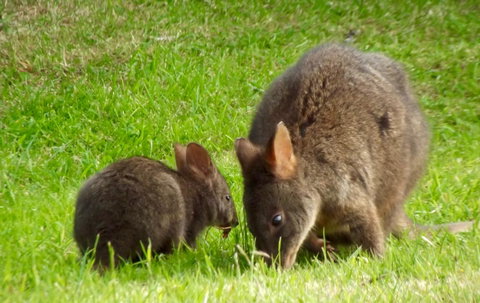 Eden Orchard & Farmstay - Australian Directory 31