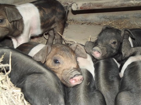 Eden Orchard & Farmstay - Australian Directory 36