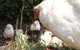 Eden Orchard & Farmstay - thumb 27