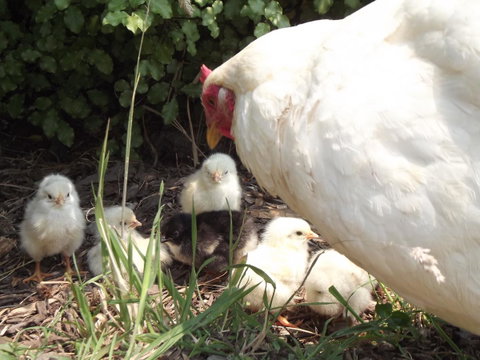 Eden Orchard & Farmstay - Australian Directory 27