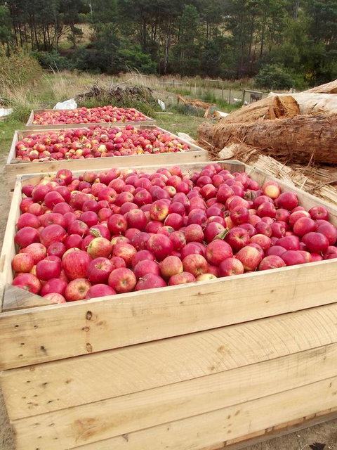 Eden Orchard & Farmstay - Australian Directory 33