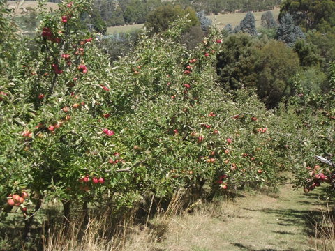 Eden Orchard & Farmstay - Australian Directory 26