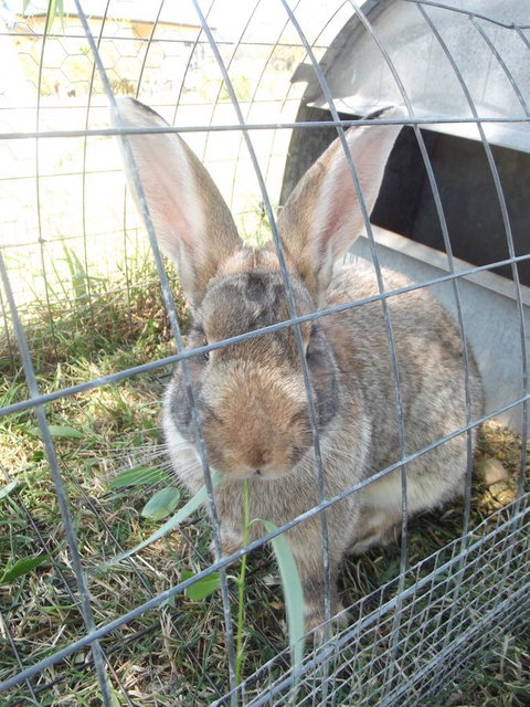 Eden Orchard & Farmstay - Australian Directory 29