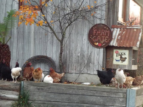 Eden Orchard & Farmstay - Australian Directory 32