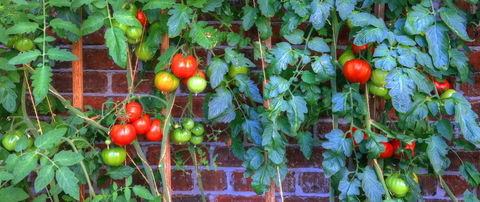 Old WesleyDale Heritage Accommodation - Australian Directory 8