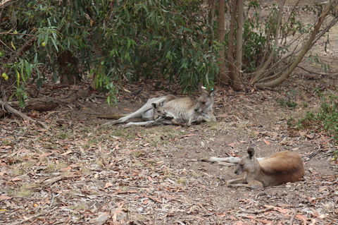 Great Ocean Road Resort - Australian Directory 17