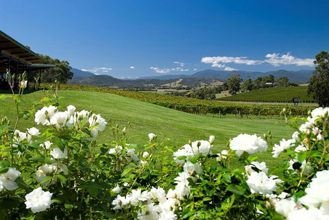 Balgownie Estate Vineyard Resort & Spa - Australian Directory 36