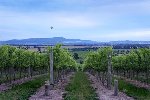 Balgownie Estate Vineyard Resort & Spa - Australian Directory 37