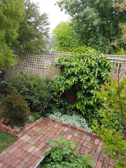 Healesville House - Fig Tree House - Australian Directory 21