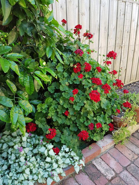 Healesville House - Fig Tree House - Australian Directory 18