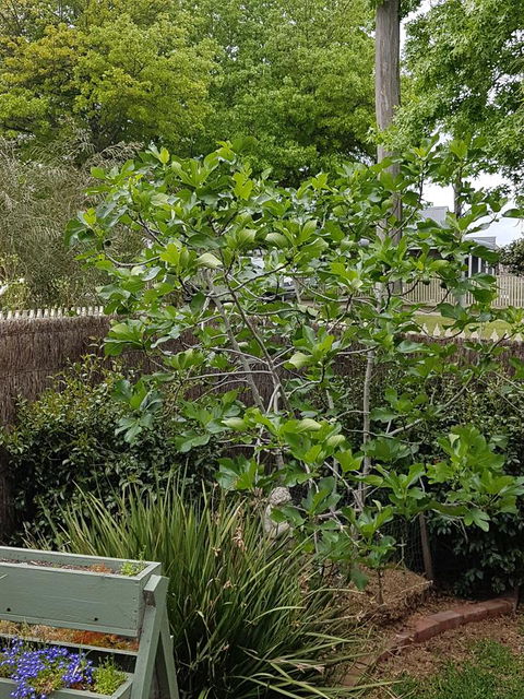 Healesville House - Fig Tree House - Australian Directory 20