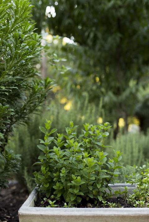 Botanica Editions - Australian Directory 5
