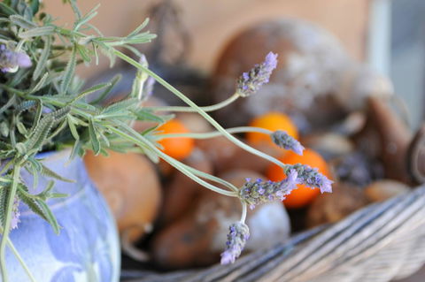 Lavender Farm - Australian Directory 9