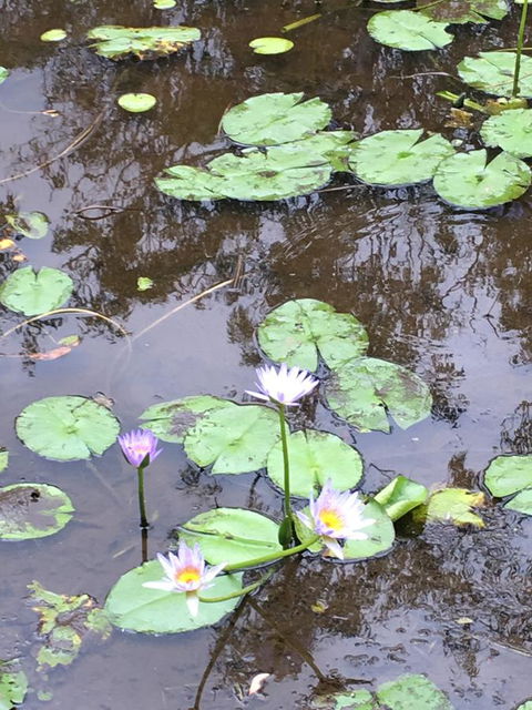 The Hideaway Agnes Water (Adults Only) - Australian Directory 37