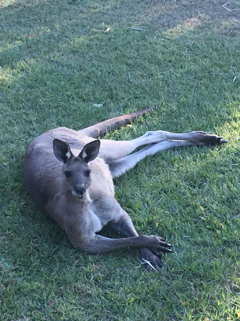 The Hideaway Agnes Water (Adults Only) - Australian Directory 33