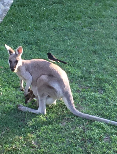 The Hideaway Agnes Water (Adults Only) - Australian Directory 8