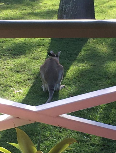 The Hideaway Agnes Water (Adults Only) - Australian Directory 9
