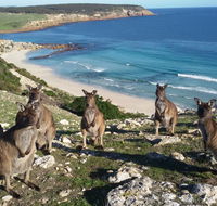 Waves  Wildlife Cottages Kangaroo Island - Australian Directory