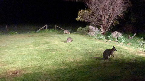 Beeâ€™s Place - 3 Bedroom Home On 10 Acres Of Land With Distant Ocean Views - Australian Directory 13