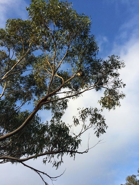 Beeâ€™s Place - 3 Bedroom Home On 10 Acres Of Land With Distant Ocean Views - Australian Directory 25