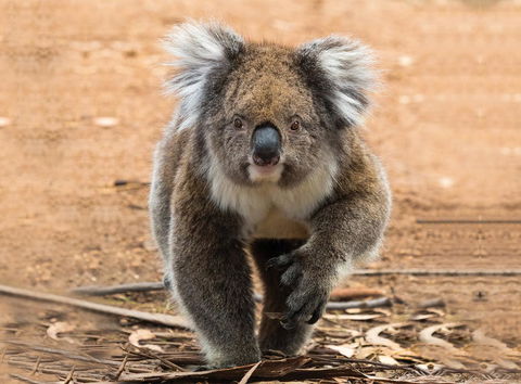 Hanson Bay Cabins - Australian Directory 5