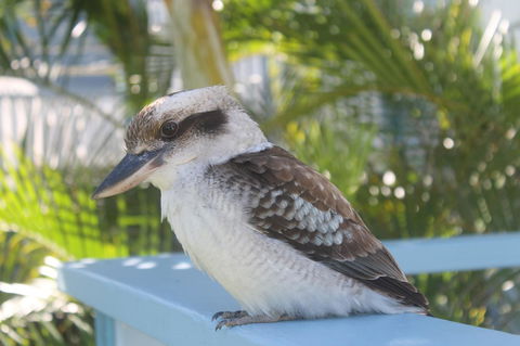 Moreton Island Villas And Apartments - Australian Directory 16