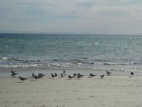 Beachfront Holiday Apartment To Rent For Short And Long Stays - Australian Directory 30