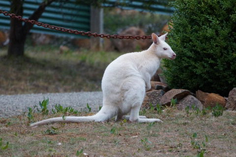Adventure Bay Holiday Home - Australian Directory 14