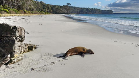 Adventure Bay Holiday Home - Australian Directory 13