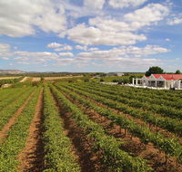 1837 Barossa Luxury Vineyard Cottages - Australian Directory