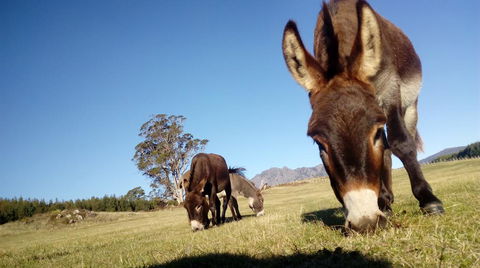 AAA Granary Accommodation - Australian Directory 2