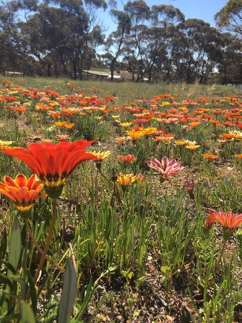 Acclaim Gateway Tourist Park - Australian Directory 2