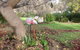 Balingup Jalbrook Cottages - thumb 3