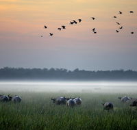 Bamurru Plains - Australian Directory