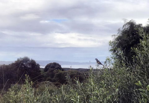 Banksia @ Cosy Corner - Australian Directory 1