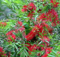 Bottlebrush B  B - Australian Directory